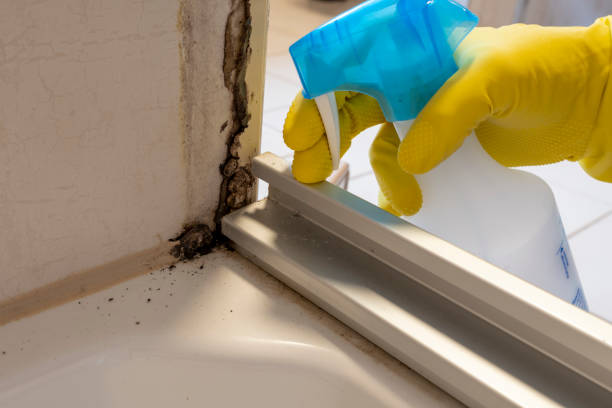 Best Mold Testing and Inspection Services in Chilton, WI