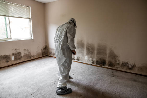 Best Commercial Mold Remediation in Chilton, WI