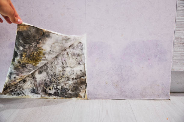 Best Post-Flood Mold Remediation in Chilton, WI
